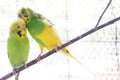 Two Lovebirds Standing On A Branch Royalty Free Stock Photo