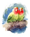 Two Lovebirds Watercolor Exotic Bird Love Illustration Hand Drawn Royalty Free Stock Photo