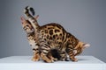 Two lovely bengal cats with spotted fur against white background