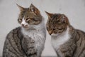 Two lovely brown cat sitting side by side Royalty Free Stock Photo