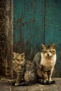 Two lovely cats sitting at fron door in Morocco