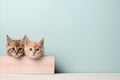 Two Lovely Cats Sitting and Looking at the Camera with Empty Space for Adding Text or Logo