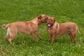 Two lovely dogs playing in the summer garden Royalty Free Stock Photo