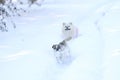 Lovely dogs running in snow