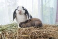Two lovely furry baby rabbit sitting together on dry straw grass over white background. Family young white black rabbit brown Royalty Free Stock Photo
