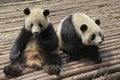 Two lovely giant pandas playing