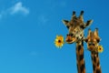 Two lovely giraffes Royalty Free Stock Photo