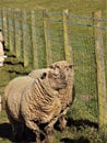Two Lovely Happy Sheep @ Crookham, Northumberland
