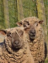 Two Lovely Happy Sheep @ Crookham, Northumberland