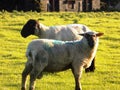 Two Lovely Healthy Sheep, In Northumberland, England