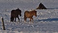 Two lovely Icelandic horses with black and brown coat trotting on snow-covered pasture in southern Iceland in winter. Royalty Free Stock Photo