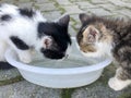 Two lovely kitten drinking water at street