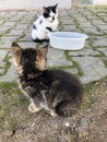 Two lovely kitten waiting to feed at street
