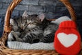 Two lovely kittens sleeping in a wicker basket Royalty Free Stock Photo