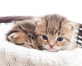 Two lovely kittens Royalty Free Stock Photo