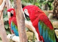 Two lovely macaws (parrots) Royalty Free Stock Photo