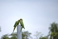 Two Lovely Parrots Royalty Free Stock Photo