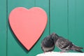 Two lovely pigeons kissing on green wooden background with red heart Royalty Free Stock Photo