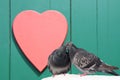 Two lovely pigeons kissing on green wooden background with red heart Royalty Free Stock Photo