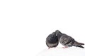 Two lovely pigeons kissing on a white stone Royalty Free Stock Photo