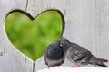 Two lovely pigeons kissing on wooden background with heart Royalty Free Stock Photo