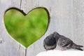 Two lovely pigeons kissing on wooden background with heart Royalty Free Stock Photo