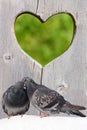 Two lovely pigeons kissing on wooden background with heart Royalty Free Stock Photo