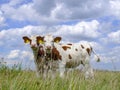 Two lovely red and white calves, sisterly next to each other, in the high grass  a cloudy sky Royalty Free Stock Photo