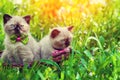 Two kittens in a basket on a green lawn at sunrise Royalty Free Stock Photo