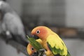 Two lovely sun conure parrots bird eat food Royalty Free Stock Photo