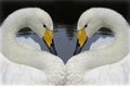 Two lovely swans Royalty Free Stock Photo