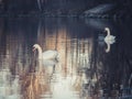 Two lovely swans during sunset with water reflections Royalty Free Stock Photo
