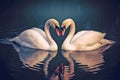 Two beautiful swans facing each other creating a heart shape