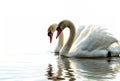 two lovely white swan birds swimming in water on white background
