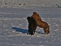 Two lovely young Icelandic horses playing on meadow covered by snow in Iceland near VatnajÃÂ¶kull national park in winter. Royalty Free Stock Photo