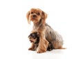 Two lovely young puppies of the Yorkshire Terrier on white background