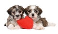 Two lover Valentine Havanese puppies Royalty Free Stock Photo