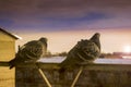 Two lovers doves on the balcony to greet the sunset Royalty Free Stock Photo
