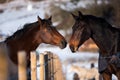 Two lovers horses. Royalty Free Stock Photo