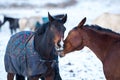 Two lovers horses. Royalty Free Stock Photo