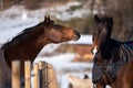 Two lovers horses. Royalty Free Stock Photo