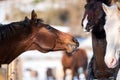 Two lovers horses. Royalty Free Stock Photo