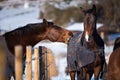 Two lovers horses. Royalty Free Stock Photo