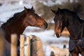 Two lovers horses. Royalty Free Stock Photo