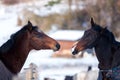 Two lovers horses. Royalty Free Stock Photo