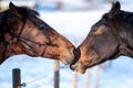 Two lovers horses. Royalty Free Stock Photo