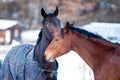 Two lovers horses. Royalty Free Stock Photo