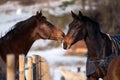 Two lovers horses. Royalty Free Stock Photo