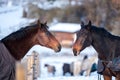 Two lovers horses. Royalty Free Stock Photo