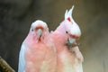Lovely couple of cockatoos. Two lovers parrot white and pink colors sitting on a branch and cooing